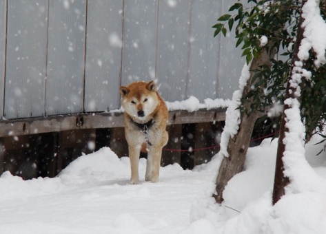 Cute Shiba dog in Akita -- Olive English　英会話