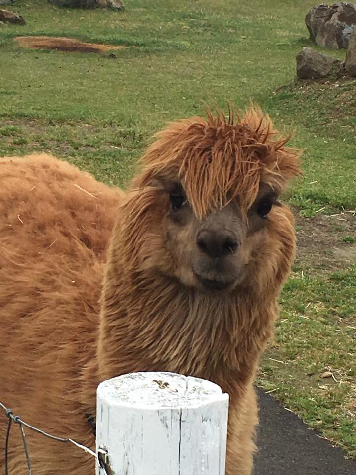 Alpaca That Spit On Me -- Olive English 英会話