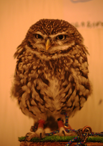 Grumpy Owl - Olive English 英会話