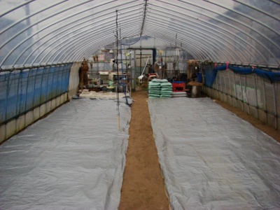 Planted Rice in a Greenhouse, Olive English英会話