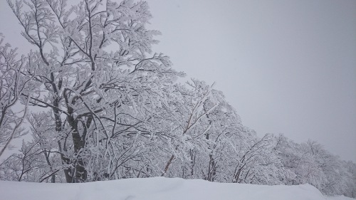 Snowy Trees at Tazawako Ski Area -- Olive English　英会話