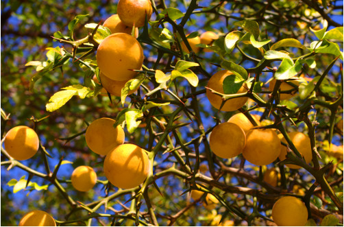 Trifolate Oranges - Olive English 英会話