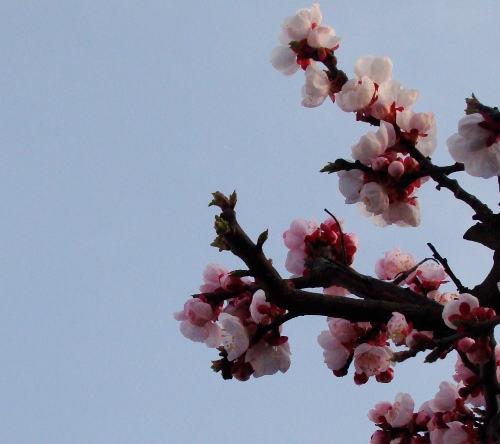 Cherry Blossoms in Akita, Olive English 英会話